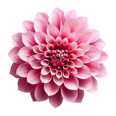 Beautiful pink flower isolated on transparent background