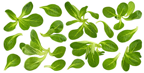 Fresh lamb lettuce, corn salad leaves isolated on white background