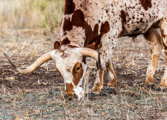 Texas Longhorn at Palo Duro Canyon.