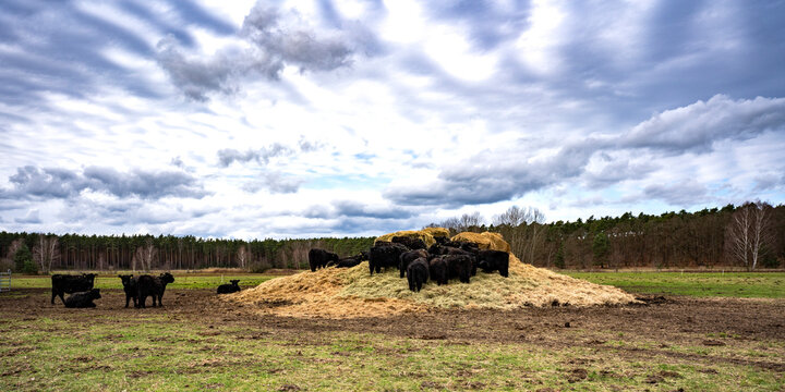 Galloway Rinder auf einem Heuhaufen einer Weide in der Oberlausitz 1
