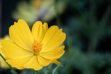 黄色く美しいキバナコスモスの花