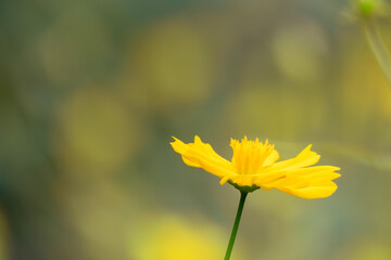 黄色く美しいキバナコスモスの花