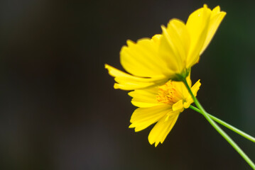 黄色く美しいキバナコスモスの花