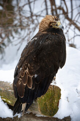 Golden eagle (Aquila chrysaetos) ruffled and freezing сold winter weather