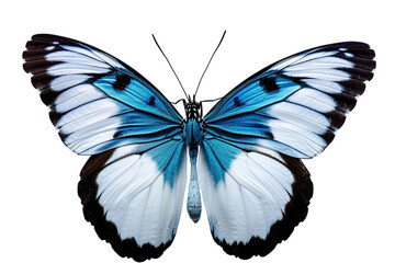 Graceful Flutter of a Blue and White Butterfly Isolated on Transparent Background