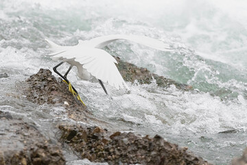 Hunting on the cliff, the little egret (Egretta garzetta) - 756579813