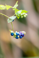 カラフルなイシミカワ
