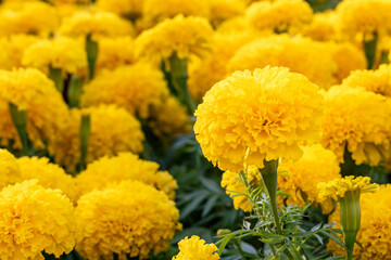 Yellow marigolds in the garden, selective focus among the others.