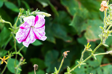 White and pink petunia blooms outdoors against green foliage in summer