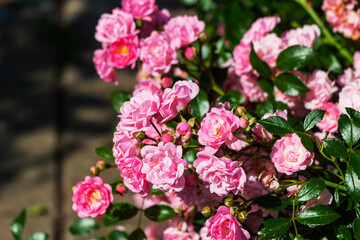 Naklejka na ściany i meble Beautiful blooming soft pink bush rose against a background of green foliage