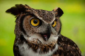 A close-up of a Great Horned Owl outside in the summer
