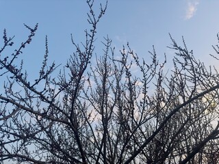 Budding trees in the spring, in the background the blue sky. 