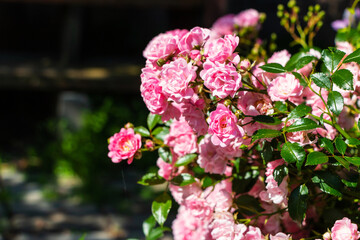 Beautiful blooming soft pink bush rose against a background of green foliage