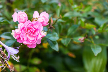 Beautiful blooming soft pink bush rose against a background of green foliage