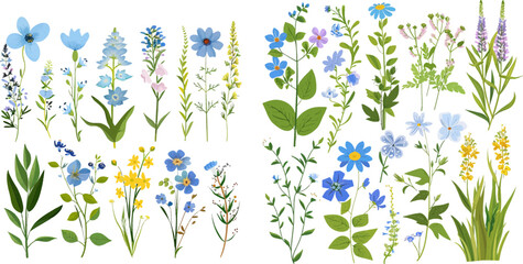Wild flowers set. Floral herbal plants with blue blooms - obrazy, fototapety, plakaty