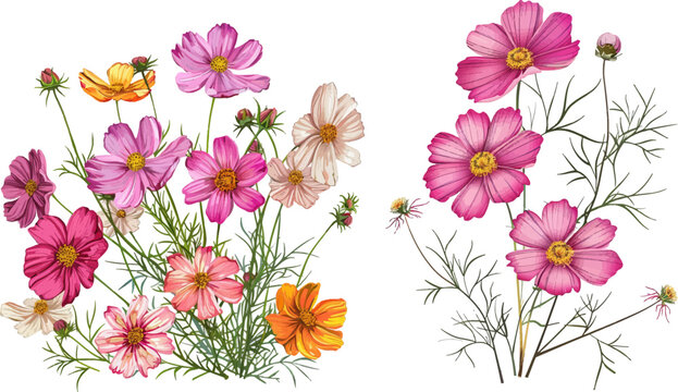 cosmos flowers drawings vector