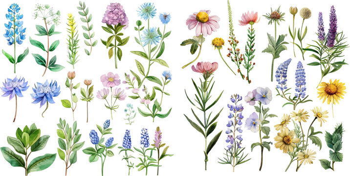 Set of drawing herbs and flowers