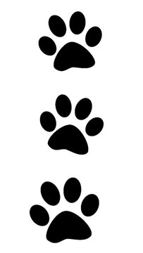 The paws of a walking dog are black and white. Footprints of an animal predator.