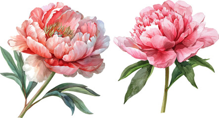 Watercolor illustration of a peony
