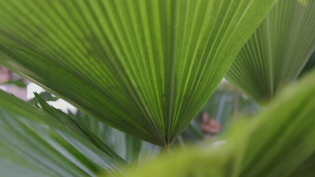 Licuala grandis or Vanuatu Fan Palm in botanical garden.

