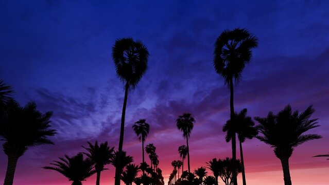 4k high resolution moving on the palm trees road video with beautiful dusky evening colourful sky 3d rendering, video holiday template mock-up suitable for travel agencies.