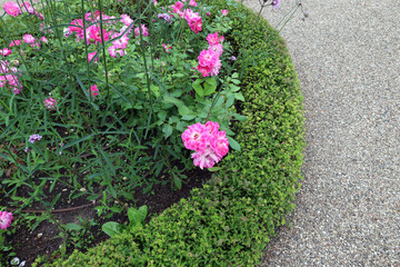 flowerbed with an original round shape. The main elements are park roses and low-growing spirea