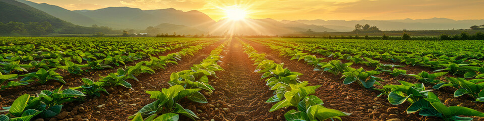 A field of green plants is illuminated by the setting sun in a vibrant farm scene. Rows of crops stretch into the distance under the colorful sky - obrazy, fototapety, plakaty