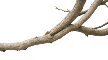 tree trunk isolated on white transparent background