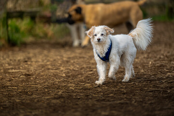 2024-03-09 A SMALL WHITE MIXED BREED DOG WALKING ON A PATH WITH NICE DARK EYES AND A PAW OFF THE...