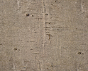 Pattern and structure of beech bark. Detail shot. - 756588855