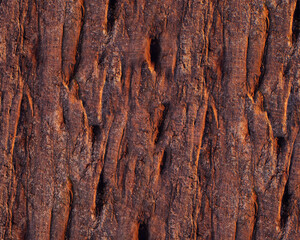 Pattern and structure of beech bark. Detail shot. - 756589016
