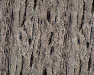 Pattern and structure of beech bark. Detail shot. - 756589051