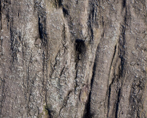 Pattern and structure of beech bark. Detail shot. - 756589235