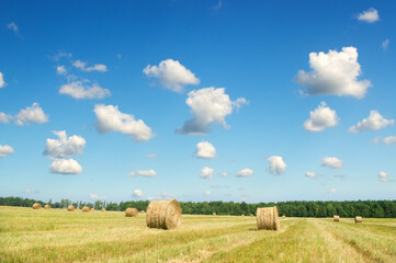 Bales of hay in a large field - 756589295
