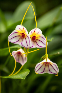 Detailed photography of the Masdevallia rimarima-alba orchid