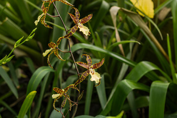  Photography of the Brassidium Spider Star Toscana orchid, endemic to South America. 