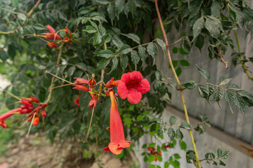 Red tubular original flowers in the garden