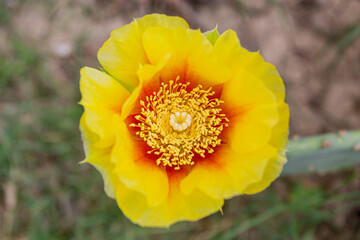 Yellow cactus flower in the garden close-up © viktor