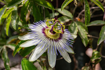 Exotic original flower close-up in the garden