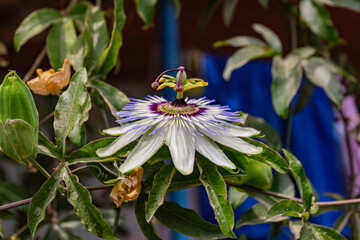 Exotic original flower close-up in the garden