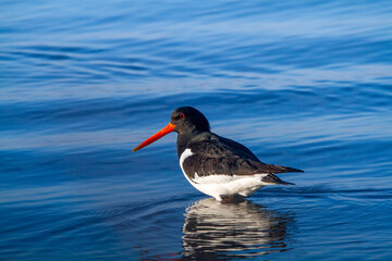 oystercatcher bird that lives on the beaches of europe po delta regional park - Powered by Adobe