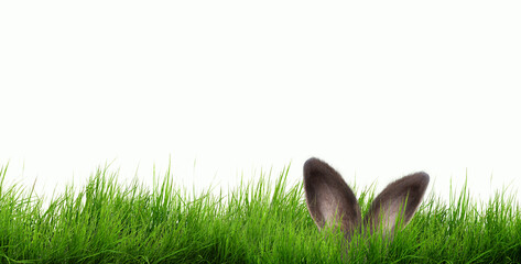 rabbit ears on isolated background on green meadow postcard, card, wallpaper - 756591259