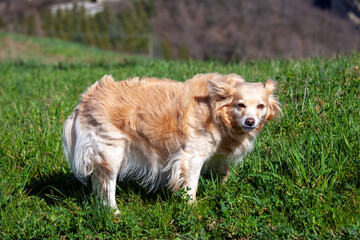 small cross-breed domestic companion dog - 756592023