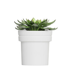 cactus in flower pot isolated on white background