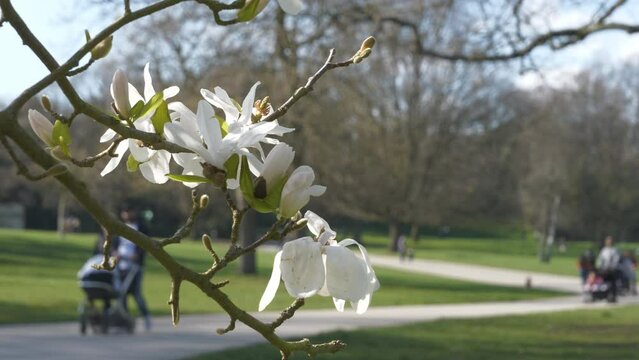 A close up view of blooming white magnolia stellata tree. 
