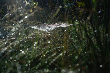spider web with water drops on the grass