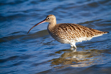 curlew bird that lives on the beaches and marshes of Europe Po Delta Regional Park - 756592806