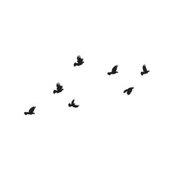 Silhouette of a flock of pigeons, Flock of birds flying