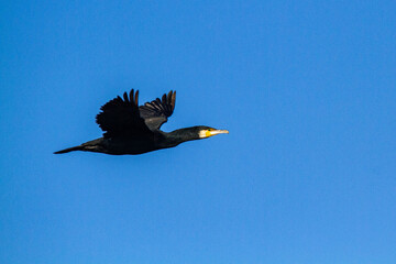 cormorant bird that lives on the beaches of Europe Po Delta Regional Park - 756593843