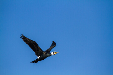 cormorant bird that lives on the beaches of Europe Po Delta Regional Park - 756594006